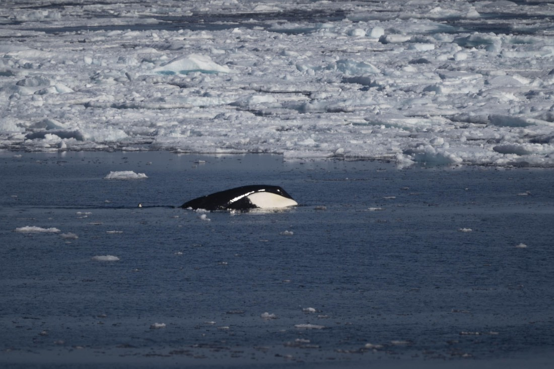 PLA10-24, Day 4, LD_09284_AINR_PS2 © Laurence Dyke - Oceanwide Expeditions.jpg