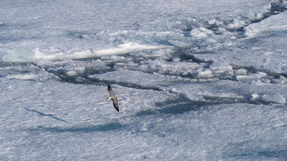 PLA10-24, Day 4, P1067033 © Unknown photographer - Oceanwide Expeditions.jpg