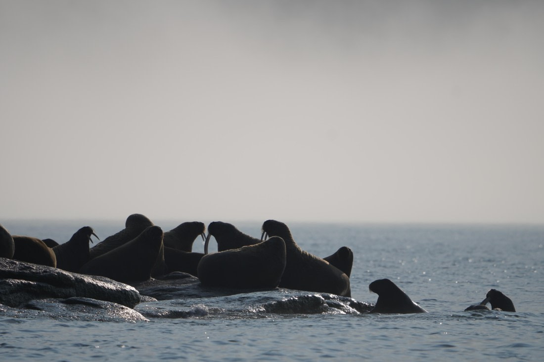 PLA10-24, Day 5, DSC05670 © Unknown photographer - Oceanwide Expeditions.JPG