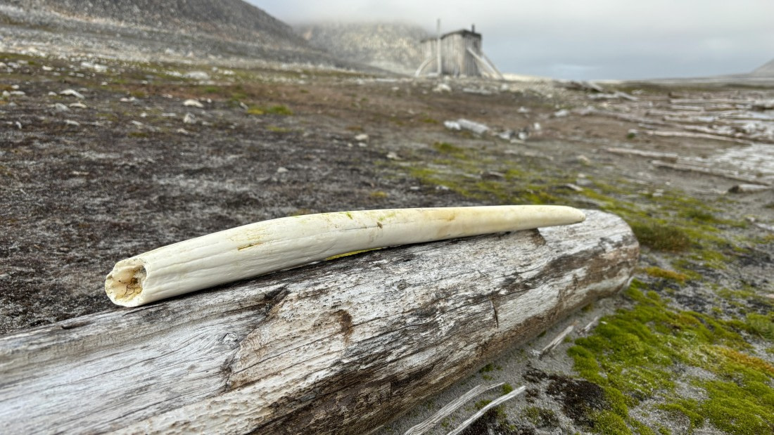 PLA10-24, Day 5, IMG_3958_© Ursula Tscherter © Ursula Tscherter - Oceanwide Expeditions.JPG