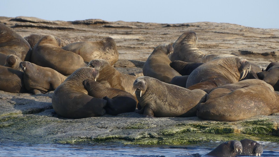 PLA10-24, Day 5, Walrus haulout 16x 9 1 © John Rogers - Oceanwide Expeditions.JPG
