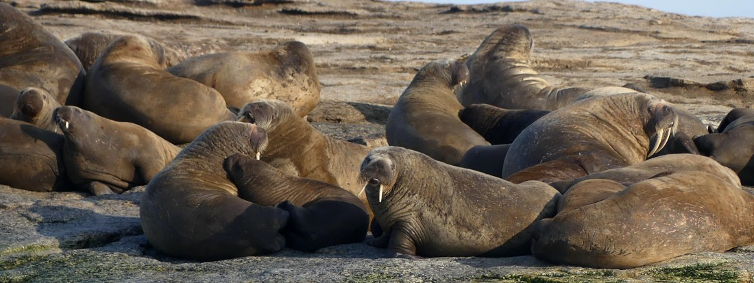 PLA10-24, Day 5, Walrus haulout long 1 © John Rogers - Oceanwide Expeditions.JPG