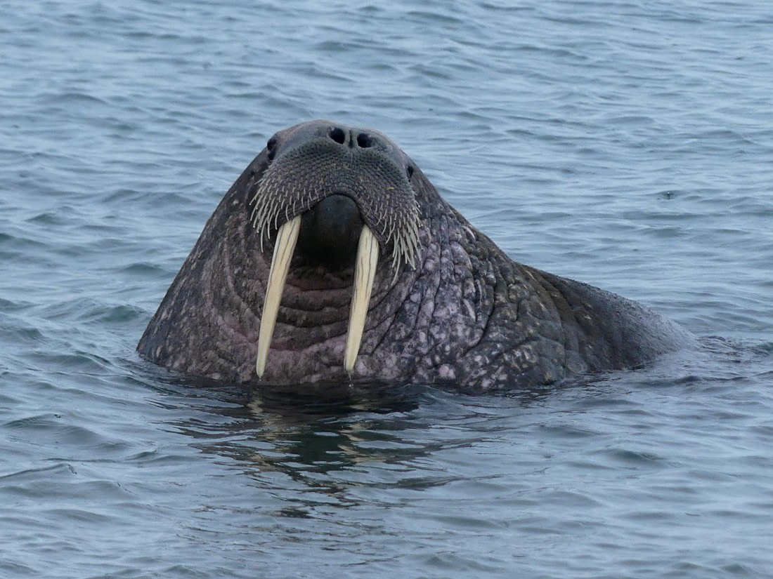 PLA10-24, Day 6, Bull walrus in the water 2 © Unknown photographer - Oceanwide Expeditions.JPG