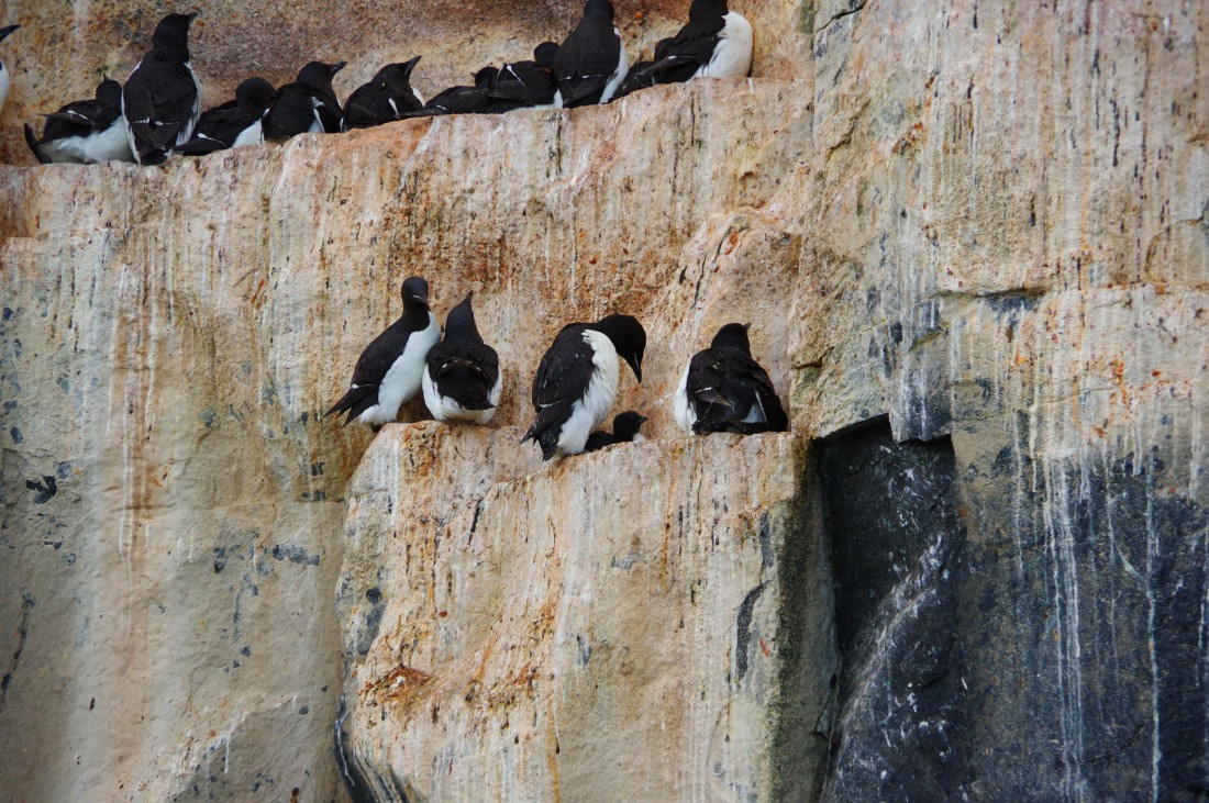 PLA10-24, Day 6, helene 14 aout (3) © Hélène de Méringo - Oceanwide Expeditions.JPG