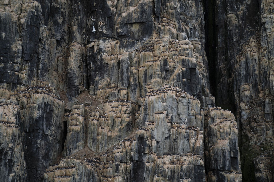 PLA10-24, Day 6, LD_00509_AINR_PS2 © Laurence Dyke - Oceanwide Expeditions.jpg