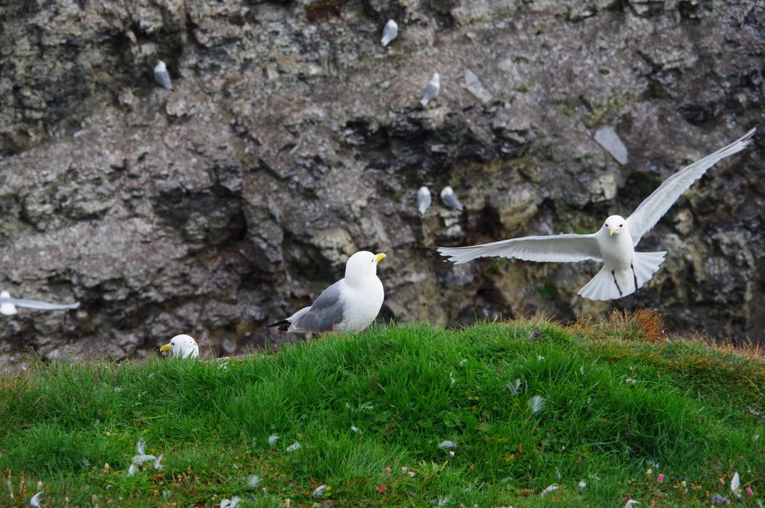 PLA10-24, Day 7, helene 15 aout (1) © Hélène de Méringo - Oceanwide Expeditions.JPG