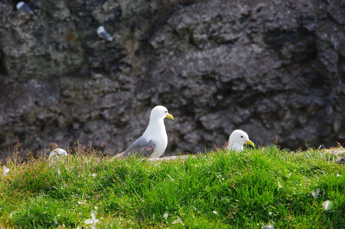 PLA10-24, Day 7, helene 15 aout (2) © Hélène de Méringo - Oceanwide Expeditions.JPG