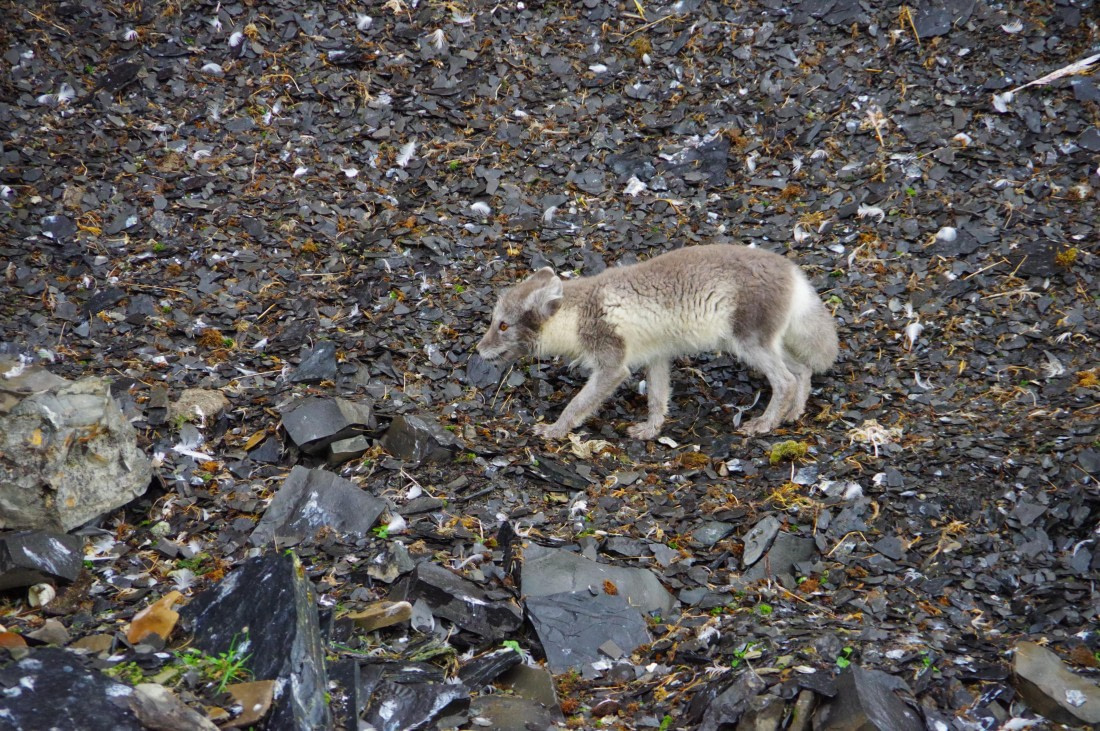 PLA10-24, Day 7, helene 15 aout (4) © Hélène de Méringo - Oceanwide Expeditions.JPG