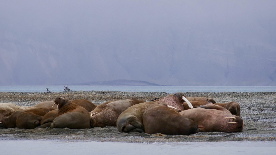 PLA10-24, Day 9, P1068007 © Unknown photographer - Oceanwide Expeditions.jpg