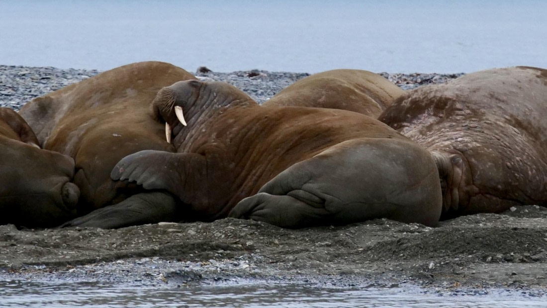 PLA10-24, Day 9, P1068013 © Unknown photographer - Oceanwide Expeditions.jpg