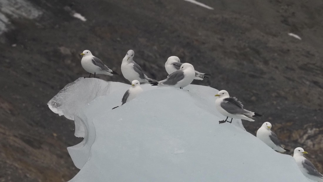 PLA10-24, Day 8, PLA10-24_1010155_© Ursula Tscherter © Ursula Tscherter - Oceanwide Expeditions.JPG