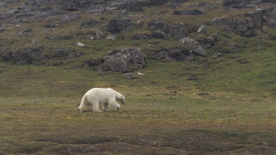 PLA10-24, Day 7, PLA10-24__1010219_© Ursula Tscherter © Ursula Tscherter - Oceanwide Expeditions.JPG