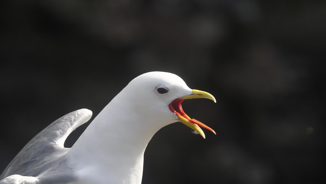 PLA10-24, Day 7, PLA10-24__1010251_© Ursula Tscherter © Ursula Tscherter - Oceanwide Expeditions.JPG