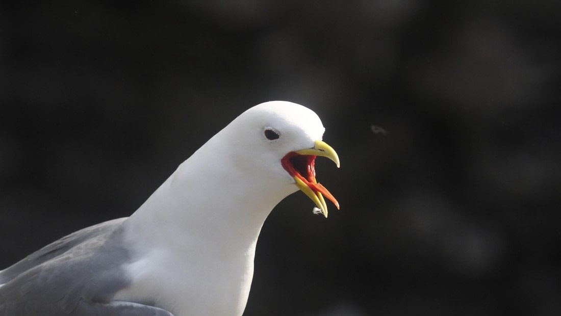 PLA10-24, Day 7, PLA10-24__1010253_© Ursula Tscherter © Ursula Tscherter - Oceanwide Expeditions.JPG