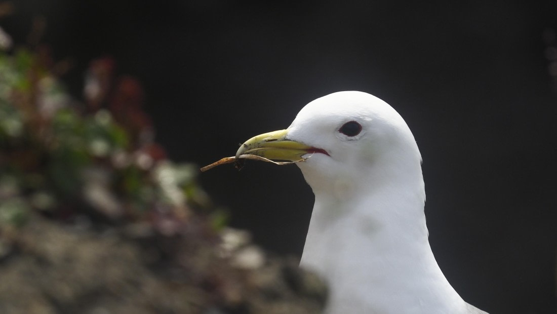 PLA10-24, Day 7, PLA10-24__1010270_© Ursula Tscherter © Ursula Tscherter - Oceanwide Expeditions.JPG