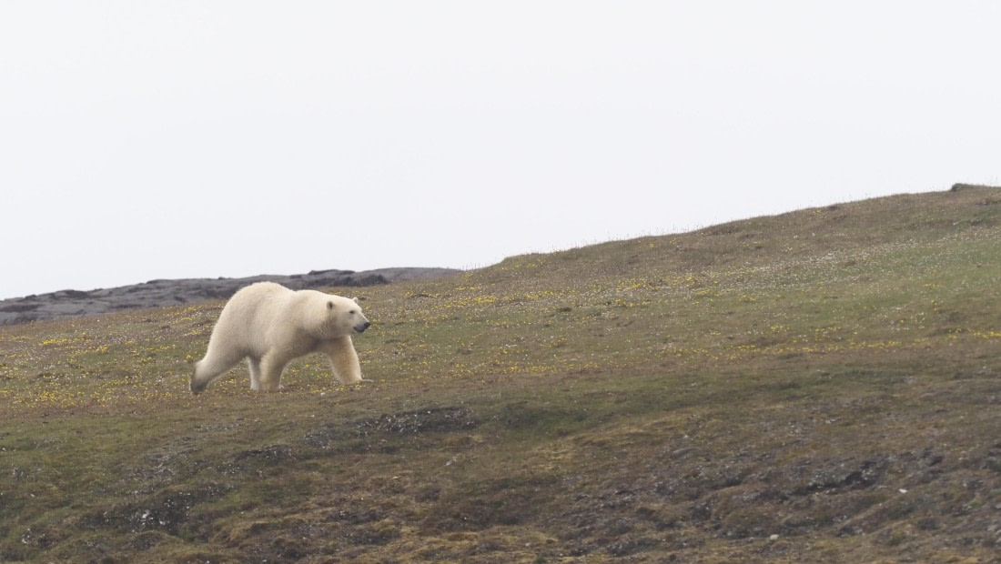 PLA10-24, Day 7, PLA10-24__1010322_© Ursula Tscherter © Ursula Tscherter - Oceanwide Expeditions.JPG