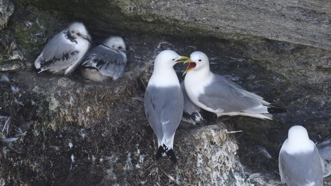 PLA10-24, Day 7, PLA10-24__1010459_© Ursula Tscherter © Ursula Tscherter - Oceanwide Expeditions.JPG