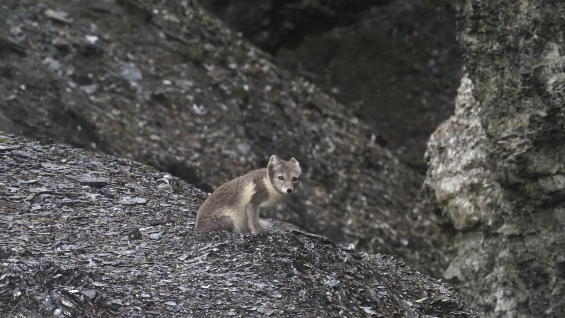 PLA10-24, Day 7, PLA10-24__1010032_© Ursula Tscherter © Ursula Tscherter - Oceanwide Expeditions.JPG