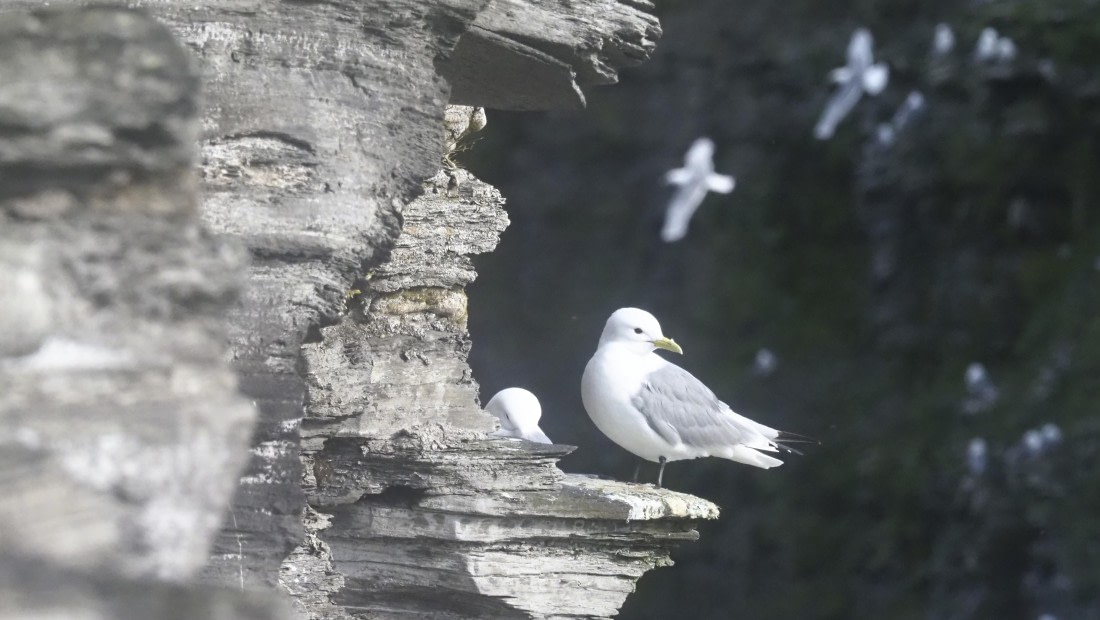 PLA10-24, Day 7, PLA10-24__1010101_© Ursula Tscherter © Ursula Tscherter - Oceanwide Expeditions.JPG