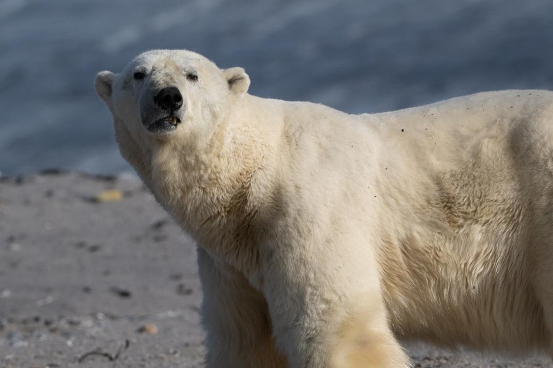 Curious polarbear