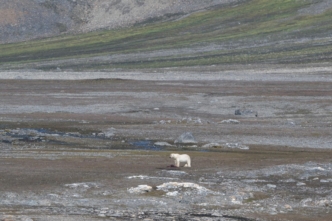 Polarbear at Kapp mitra