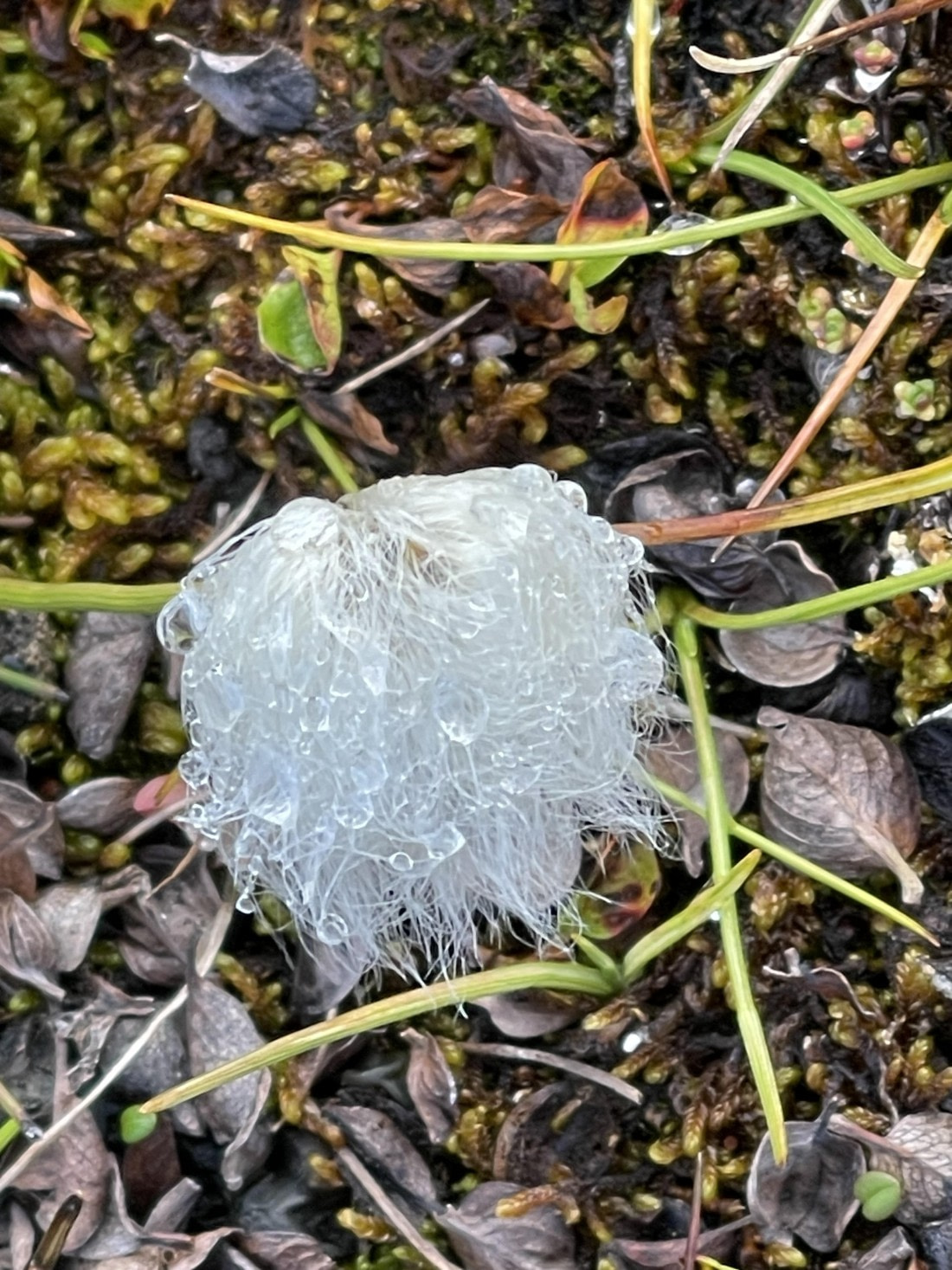Arctic Cotton