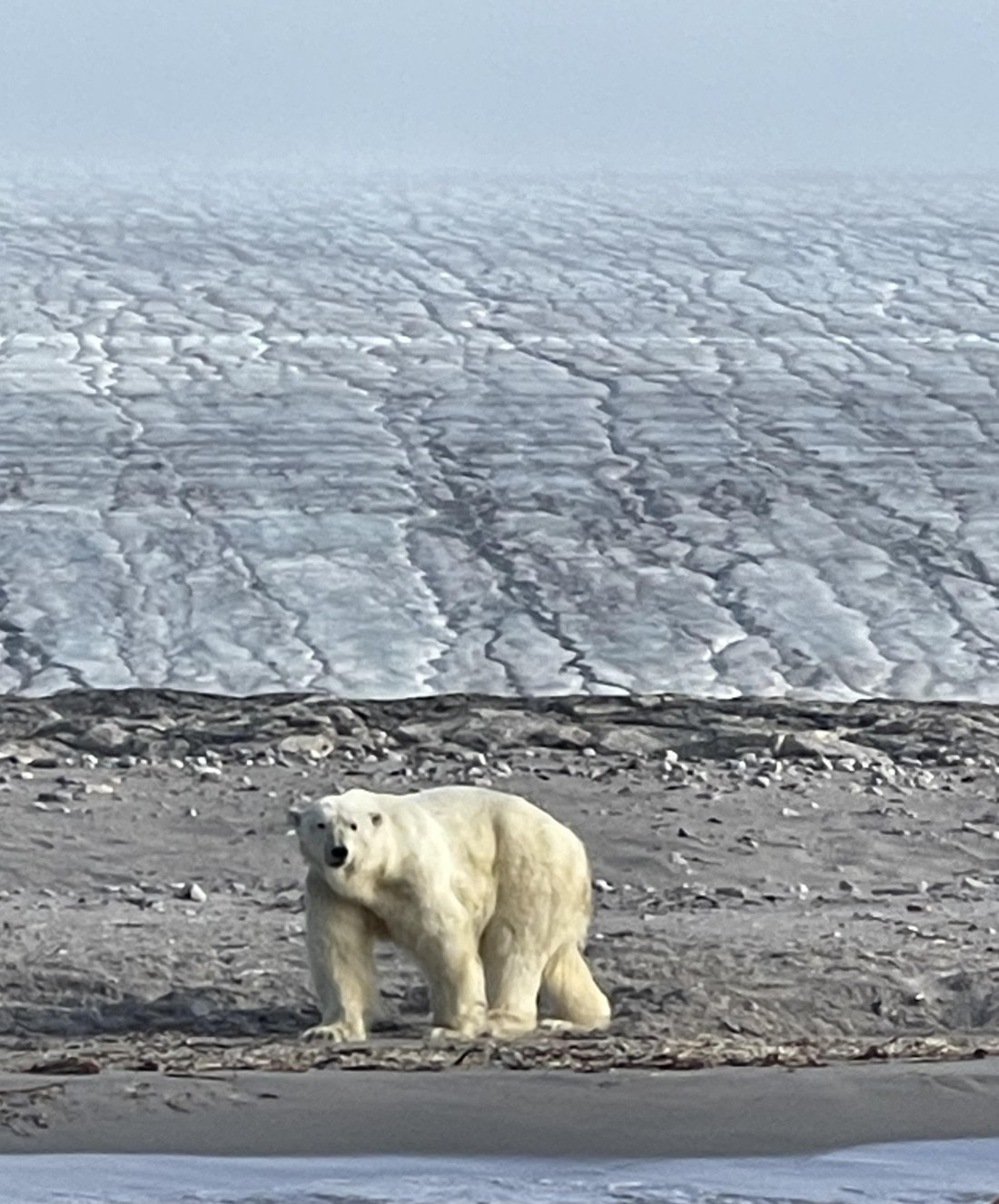 The Grand Polar Bear