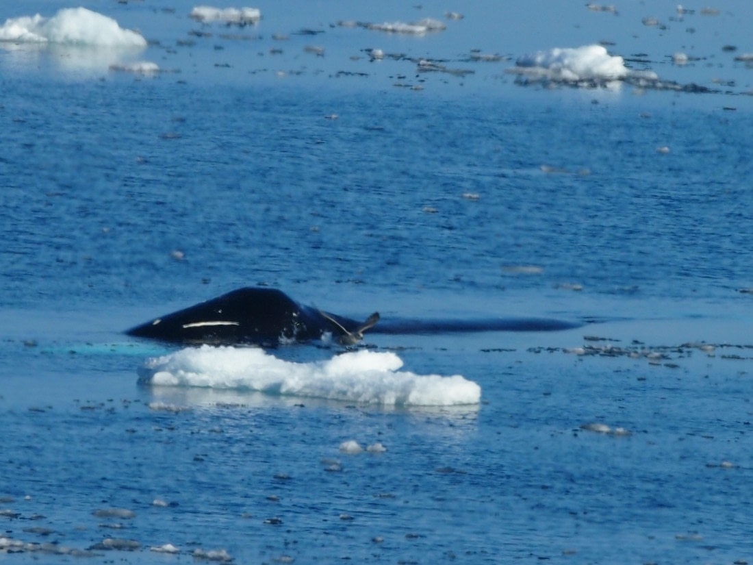 PLA10-24 around Spitsbergen- Kvitoya