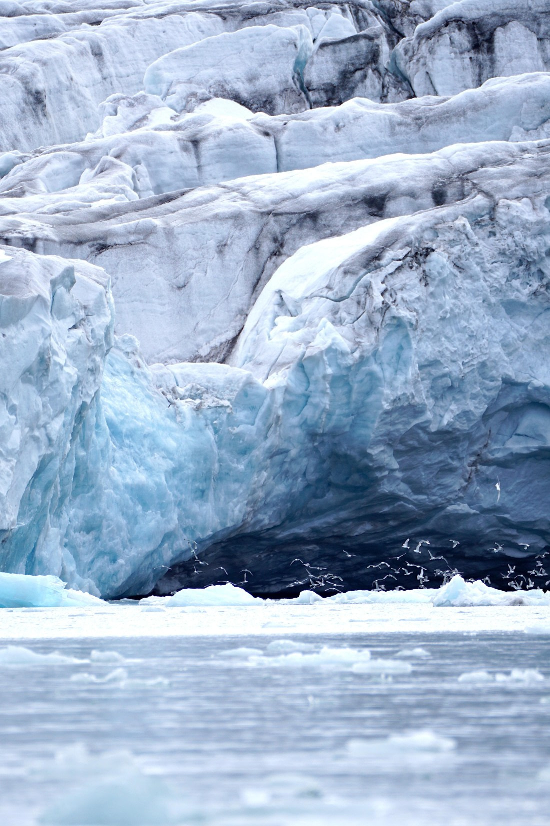 Glacier Birds