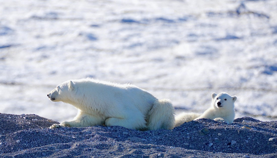 Mommabear and her Cub
