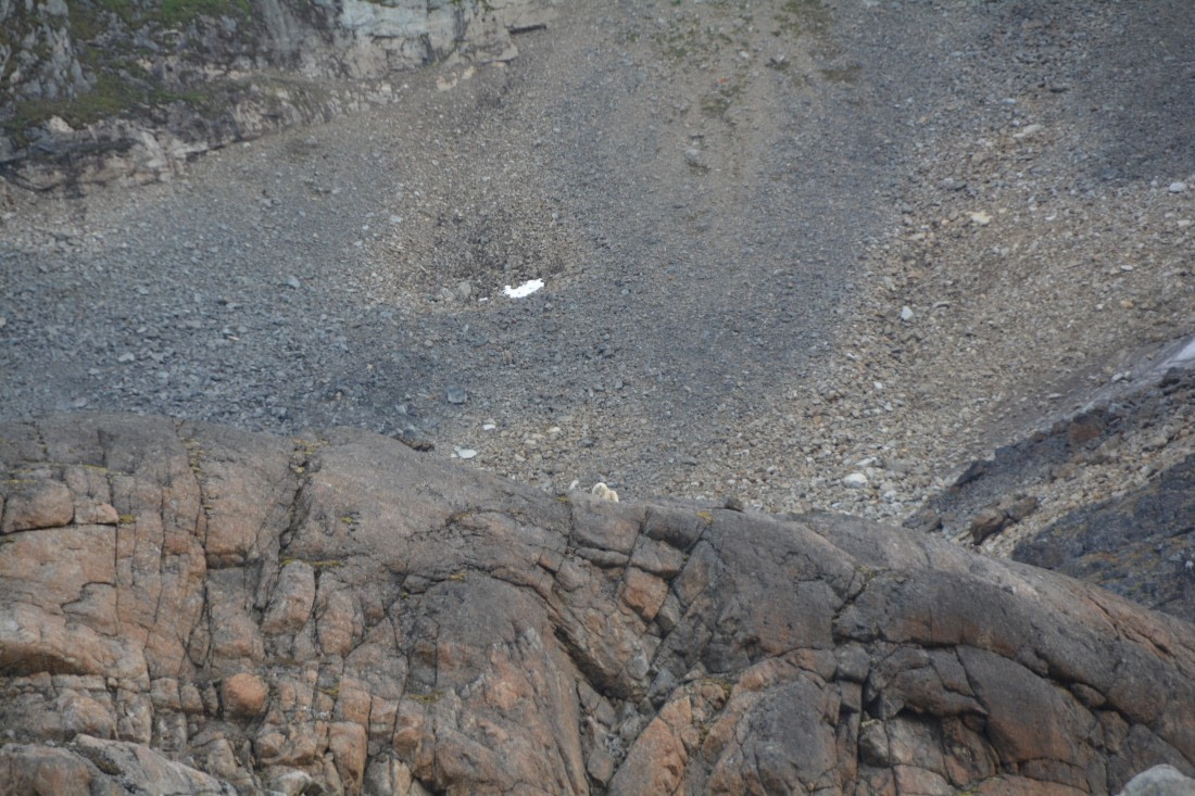 PLA11-24, Day 2, DSC_0041 © Paolo Bellezze - Oceanwide Expeditions.JPG