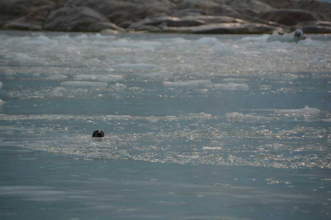 PLA11-24, Day 2, DSC_0074 © Paolo Bellezze - Oceanwide Expeditions.JPG