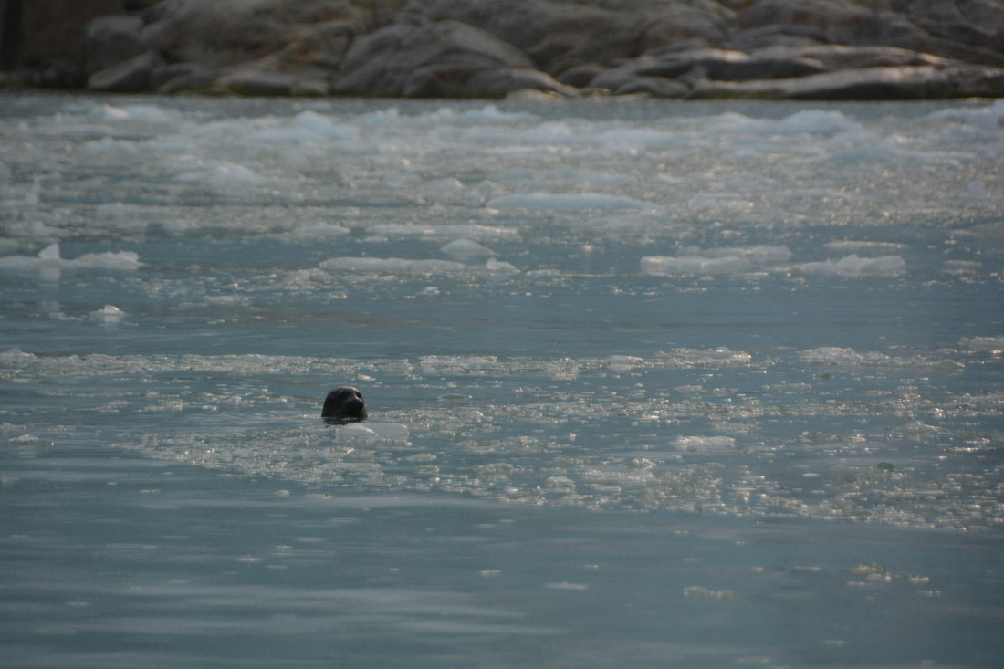 PLA11-24, Day 2, DSC_0077 © Paolo Bellezze - Oceanwide Expeditions.JPG