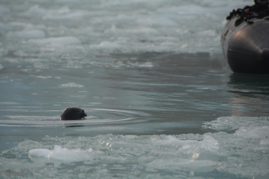 PLA11-24, Day 2, DSC_0081 © Paolo Bellezze - Oceanwide Expeditions.JPG
