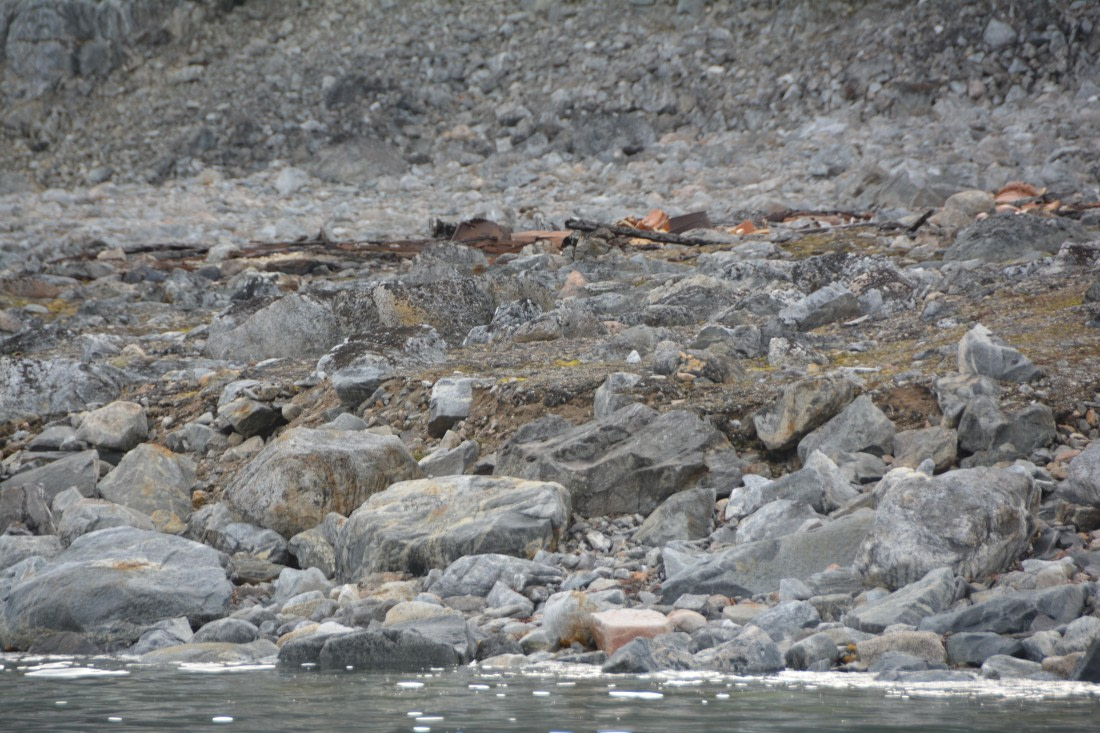 PLA11-24, Day 2, DSC_0117 © Paolo Bellezze - Oceanwide Expeditions.JPG