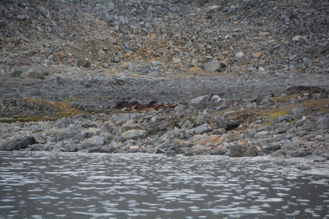 PLA11-24, Day 2, DSC_0121 © Paolo Bellezze - Oceanwide Expeditions.JPG