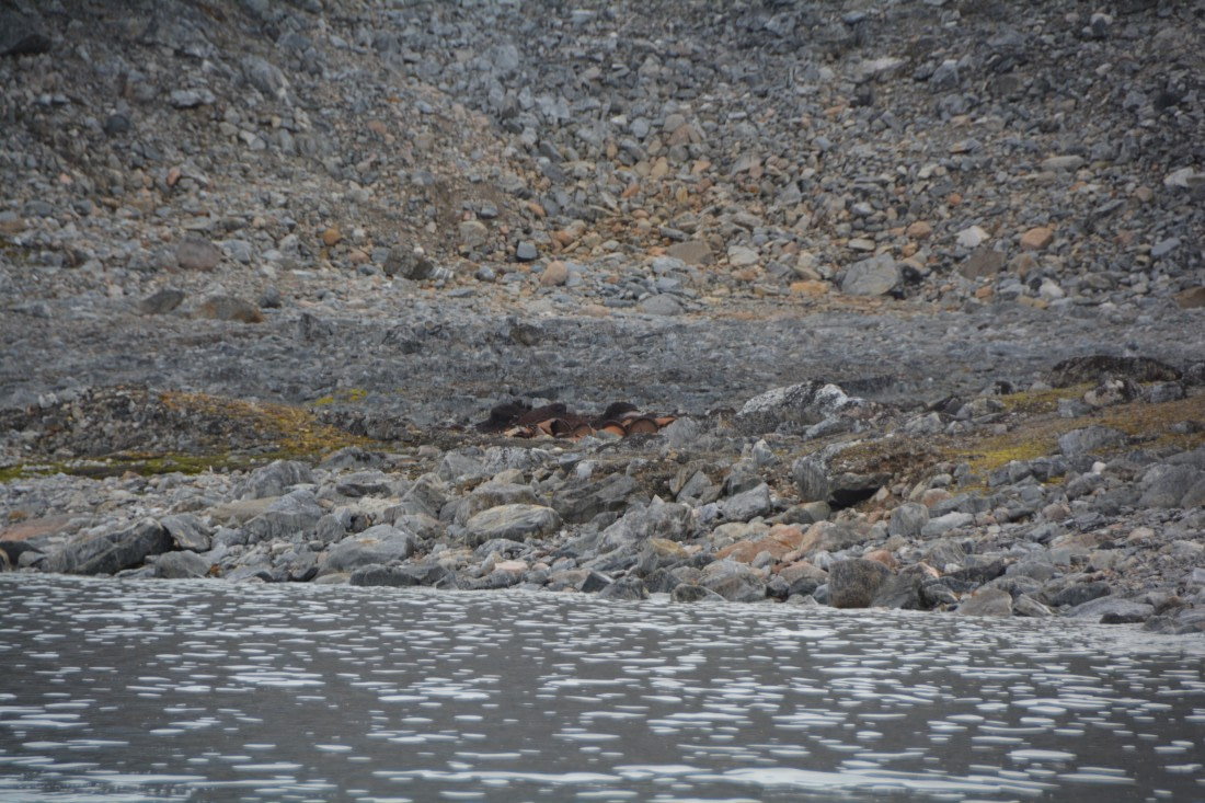PLA11-24, Day 2, DSC_0123 (2) © Paolo Bellezze - Oceanwide Expeditions.JPG