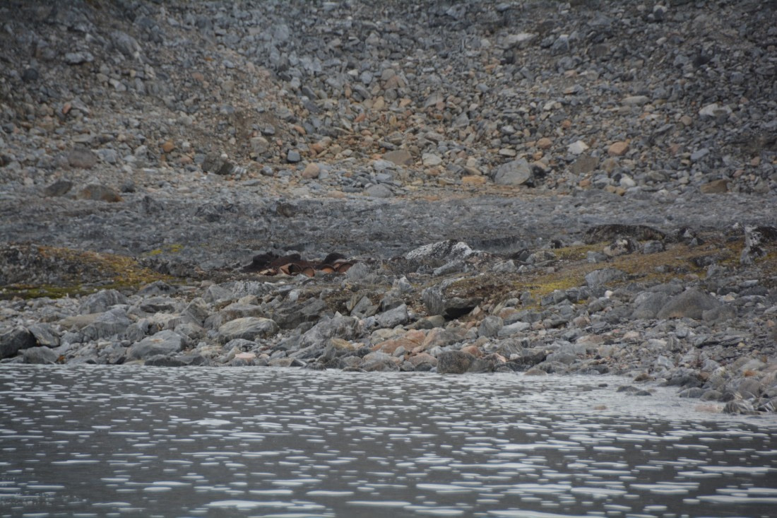 PLA11-24, Day 2, DSC_0125 © Paolo Bellezze - Oceanwide Expeditions.JPG
