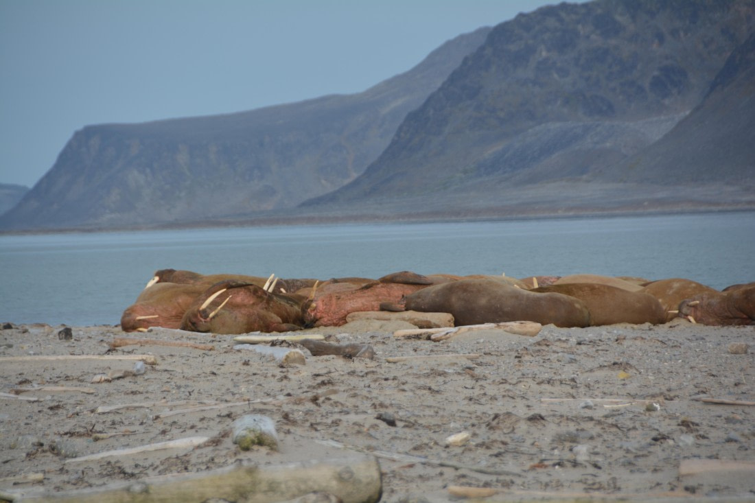 PLA11-24, Day 2, DSC_0138 (2) © Paolo Bellezze - Oceanwide Expeditions.JPG