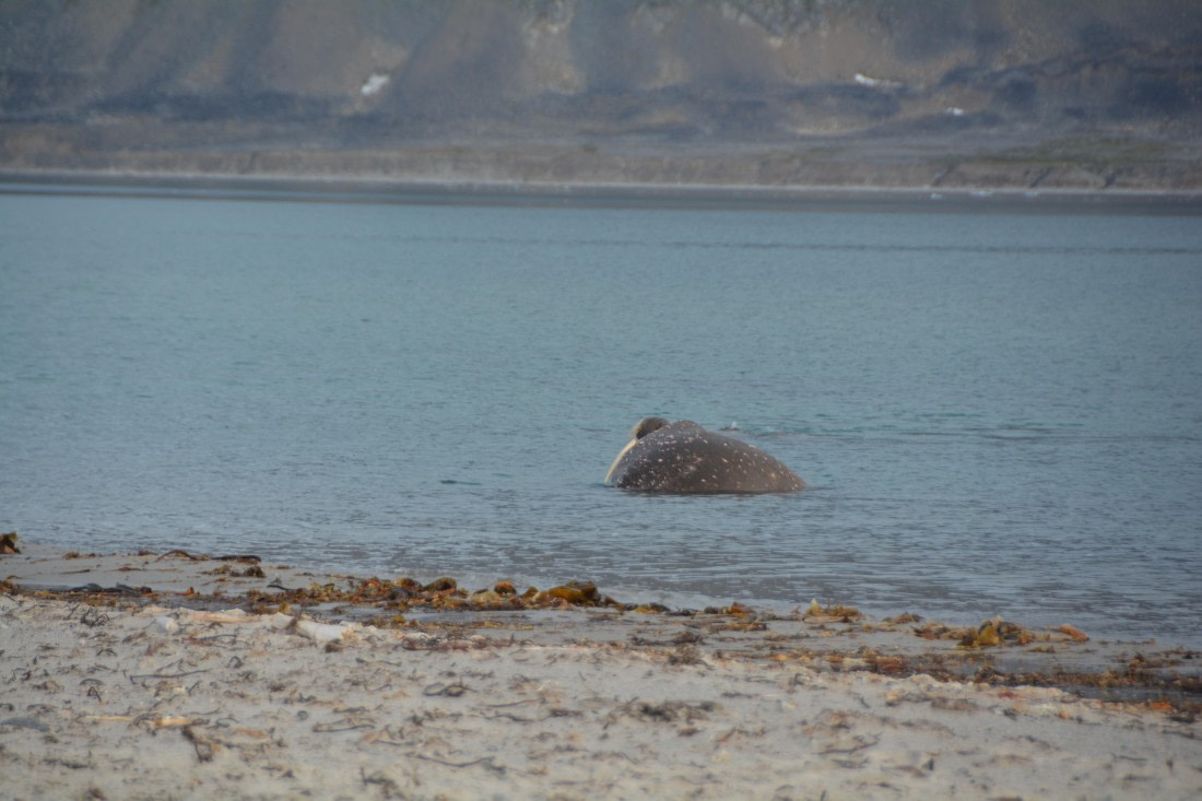 PLA11-24, Day 2, DSC_0140 © Paolo Bellezze - Oceanwide Expeditions.JPG