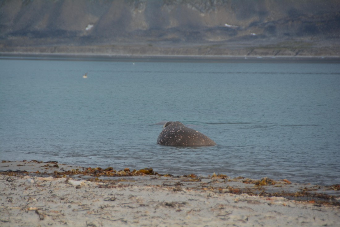 PLA11-24, Day 2, DSC_0143 © Paolo Bellezze - Oceanwide Expeditions.JPG