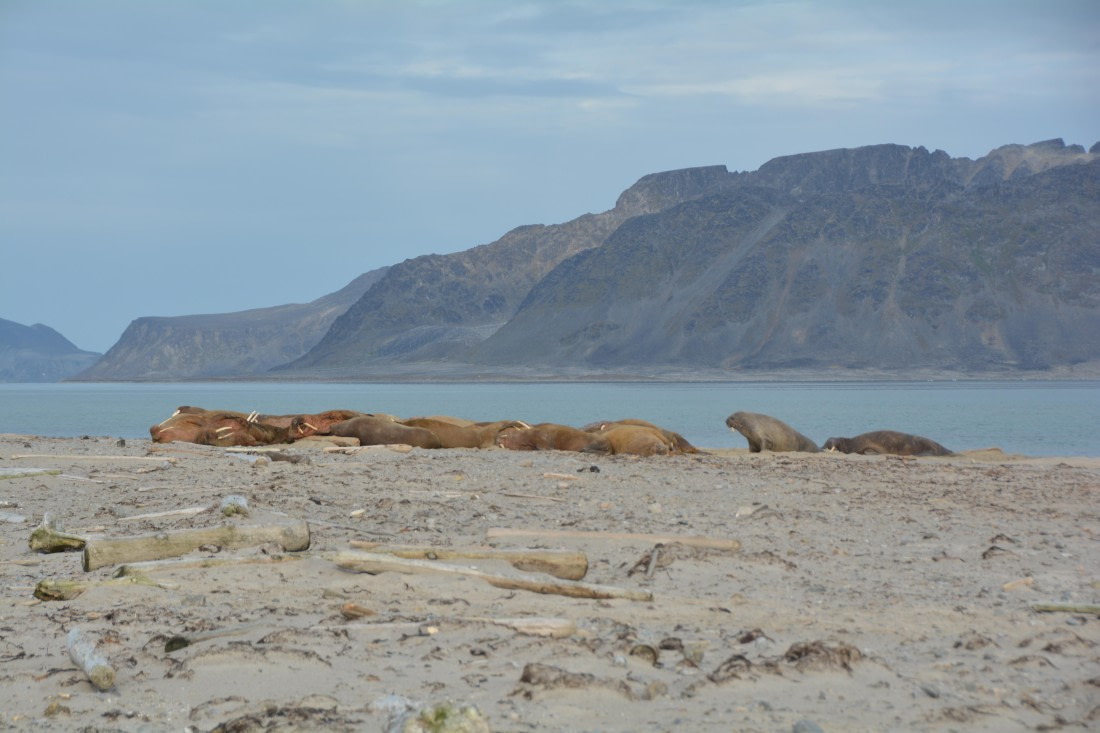 PLA11-24, Day 2, DSC_0145 © Paolo Bellezze - Oceanwide Expeditions.JPG
