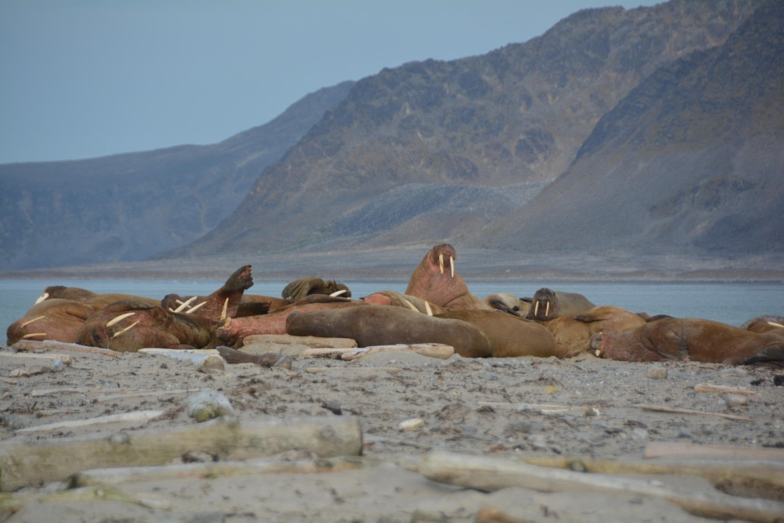 PLA11-24, Day 2, DSC_0146 (2) © Paolo Bellezze - Oceanwide Expeditions.JPG