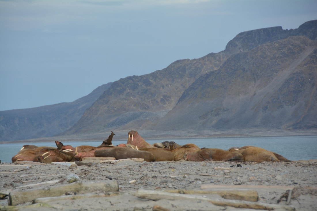 PLA11-24, Day 2, DSC_0147 © Paolo Bellezze - Oceanwide Expeditions.JPG