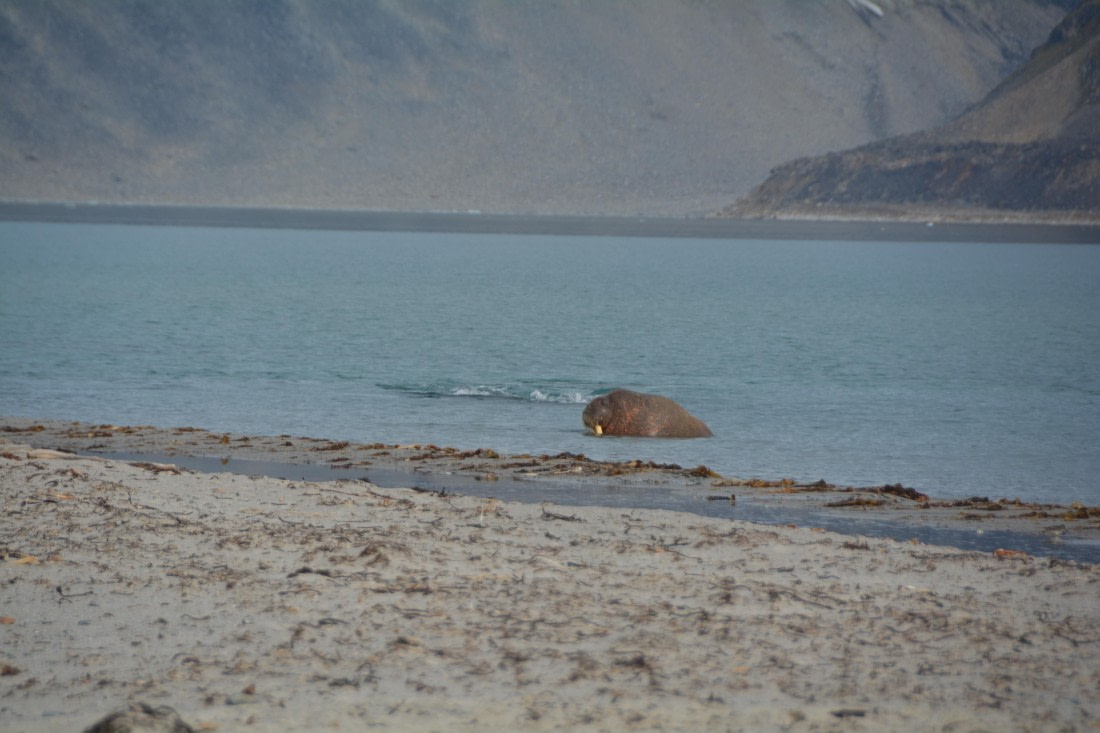 PLA11-24, Day 2, DSC_0151 © Paolo Bellezze - Oceanwide Expeditions.JPG