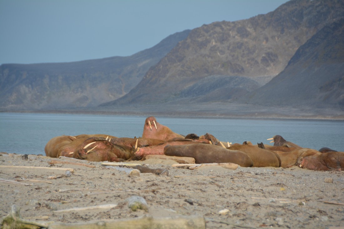 PLA11-24, Day 2, DSC_0159 (2) © Paolo Bellezze - Oceanwide Expeditions.JPG