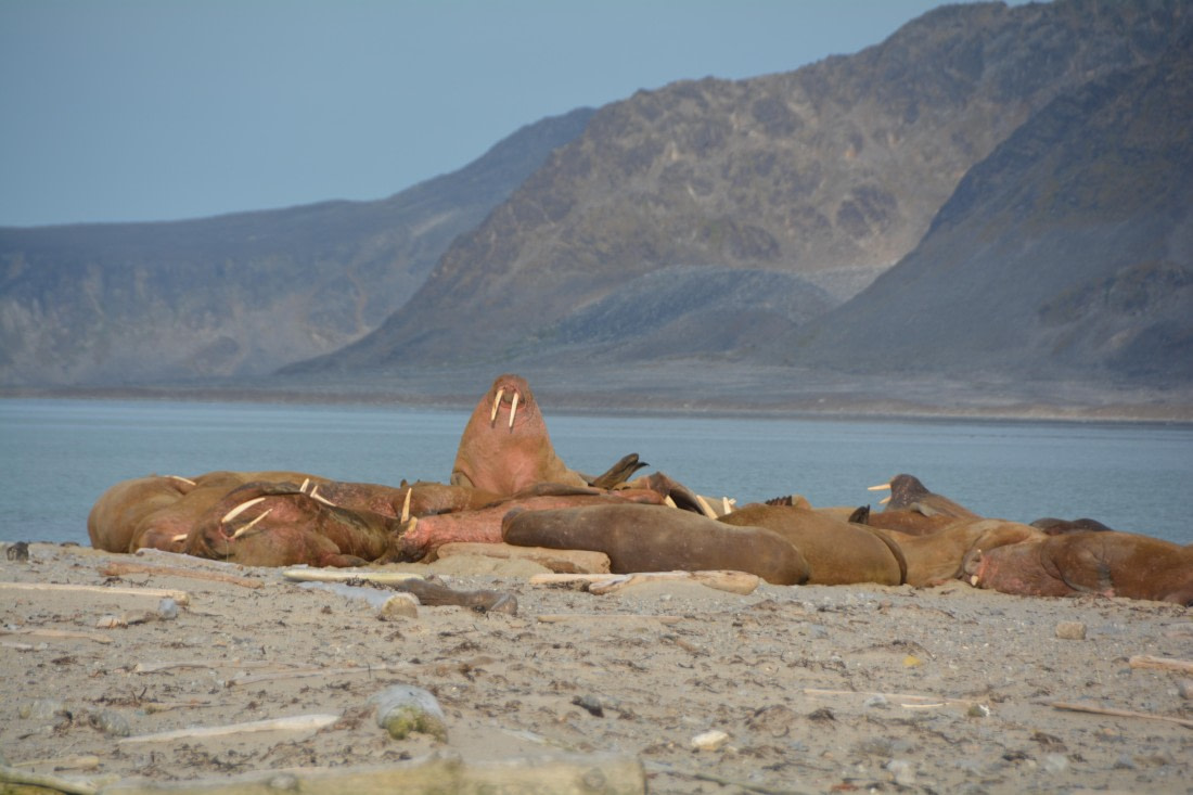 PLA11-24, Day 2, DSC_0160 (2) © Paolo Bellezze - Oceanwide Expeditions.JPG