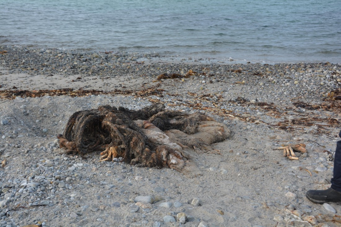 PLA11-24, Day 2, DSC_0203 © Paolo Bellezze - Oceanwide Expeditions.JPG