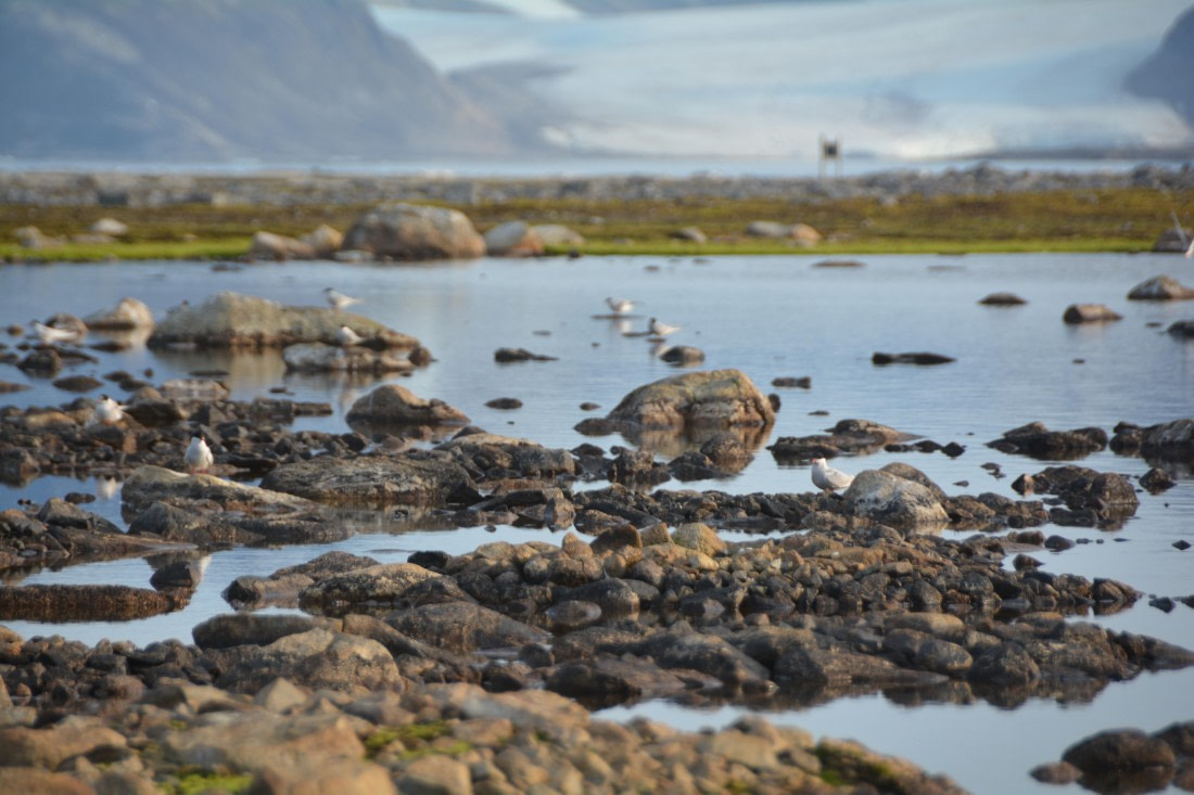 PLA11-24, Day 2, DSC_0205 © Paolo Bellezze - Oceanwide Expeditions.JPG