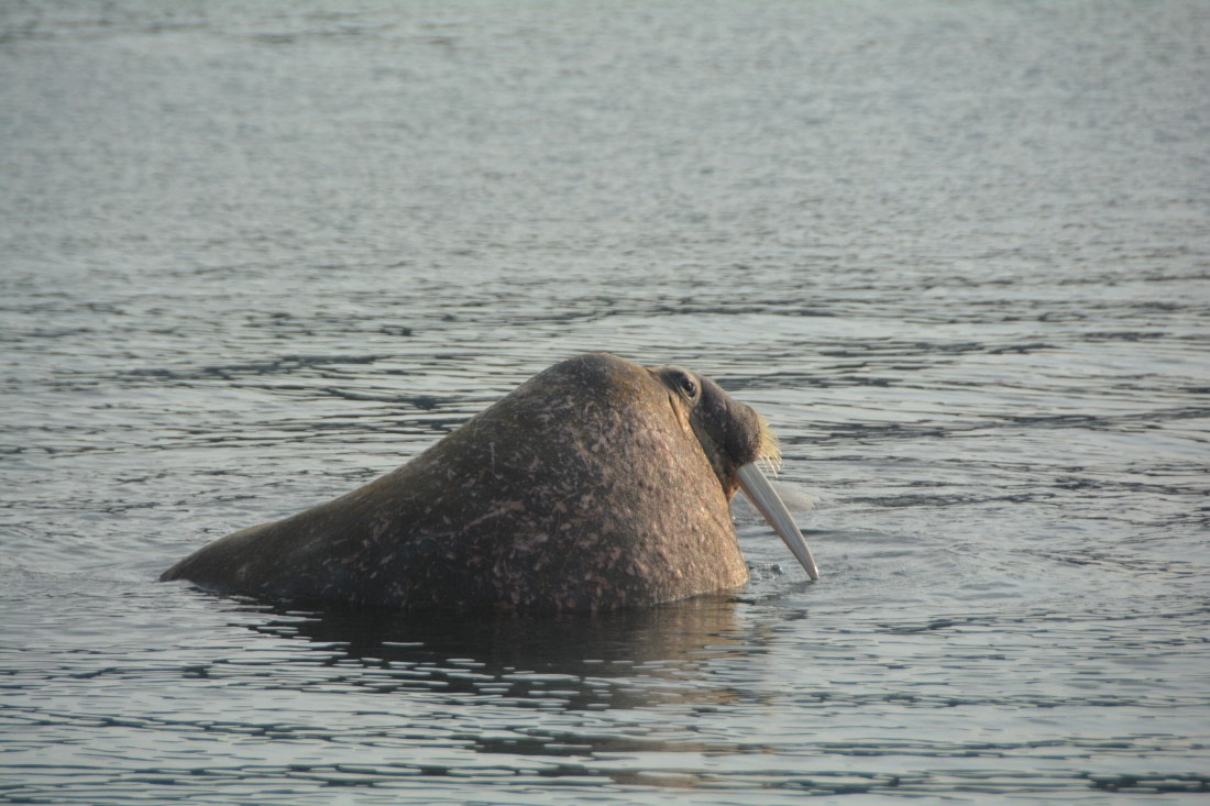 PLA11-24, Day 2, DSC_0224 © Paolo Bellezze - Oceanwide Expeditions.JPG